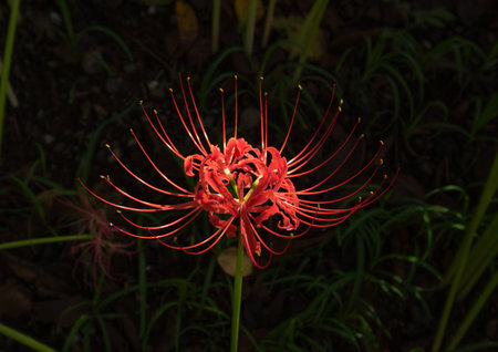 Red Spider Lily in Kinchakuda Manjyusyage Parkの写真素材