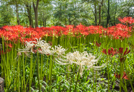 Red Spider Lily in Kinchakuda Manjyusyage Parkの写真素材