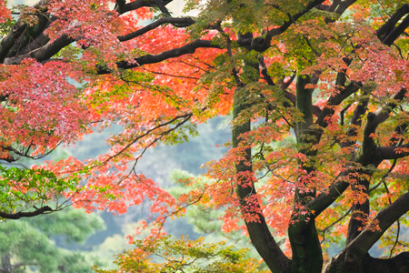 Colorful autumn in rikugien Japanの写真素材