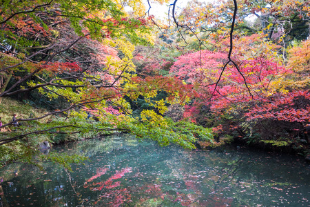 Colorful autumn in rikugien Japan; 20th November 2016のeditorial素材