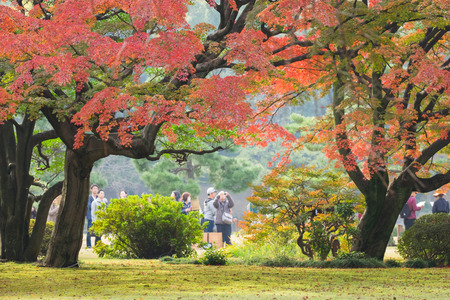 Colorful autumn in rikugien Japan; 20th November 2016のeditorial素材