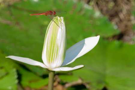 Red dragonfly perched on a lotusの写真素材