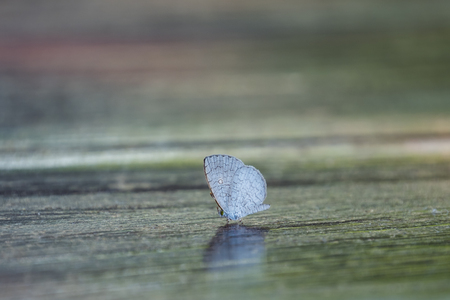 Butterfly perched on the floorの写真素材
