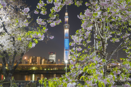 Tokyo Sky Tree and Cherry blossom at nightのeditorial素材