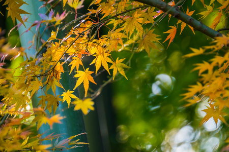 Beautiful yellow leaves with green backgroundの写真素材