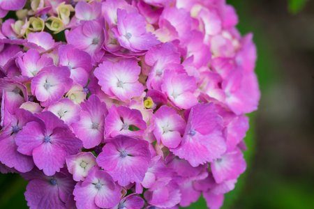 Close up pink hydrangea flower in garden