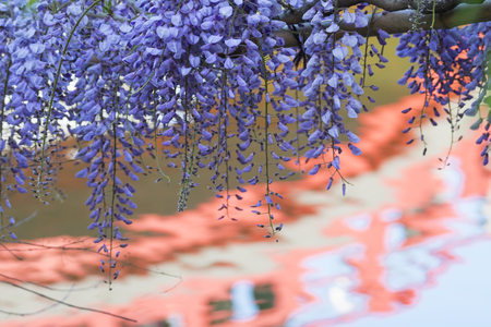 Wisteria flower in the gardenの写真素材