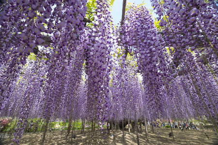 Wisteria flower at Ashikaga flower park in japan : 3rd May 2017のeditorial素材