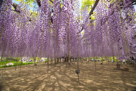 Wisteria flower at Ashikaga flower park in japan : 3rd May 2017のeditorial素材