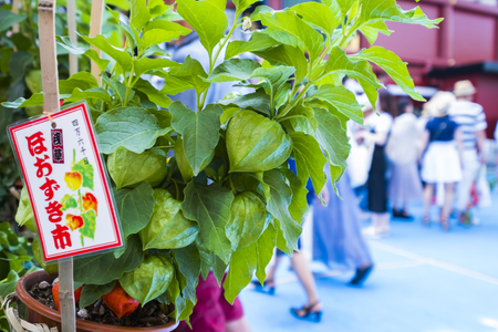 The festival for Japanese lantern flower at Asakusa,Tokyo,Japan; 9th July 2017のeditorial素材