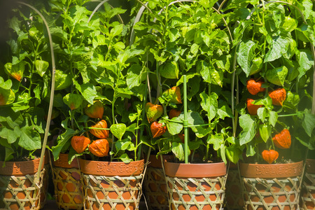 The festival for Japanese lantern flower at Asakusa,Tokyo,Japan; 9th July 2017のeditorial素材
