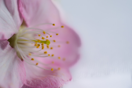 Close up pink cherry blossomsの写真素材