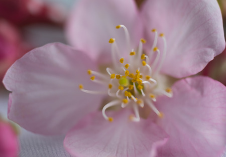 Close up pink cherry blossomsの写真素材