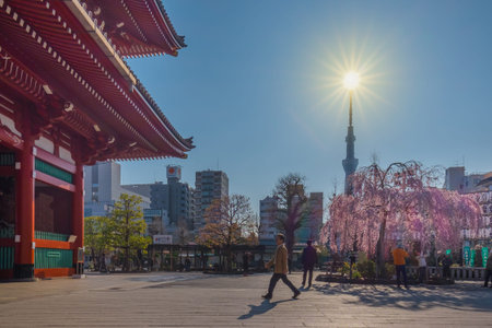 Cherry blossom at Sensoji Temple at asakusa,tokyo,Japan: 25th March 2018