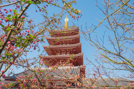 Cherry blossom at Sensoji Temple at asakusa,tokyo,Japan: 25th March 2018のeditorial素材