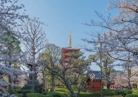 Cherry blossom at Sensoji Temple at asakusa,tokyo,Japan: 25th March 2018のeditorial素材