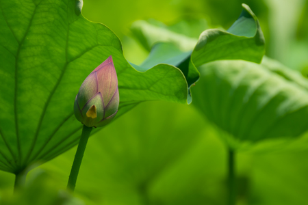 Lotus flower ,Lotus seeds in pond at Ueno Park,Tokyo,Japanの写真素材
