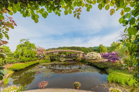 Wisteria flowers in The Ashikaga Flower Park,Japan;3 May 2019のeditorial素材