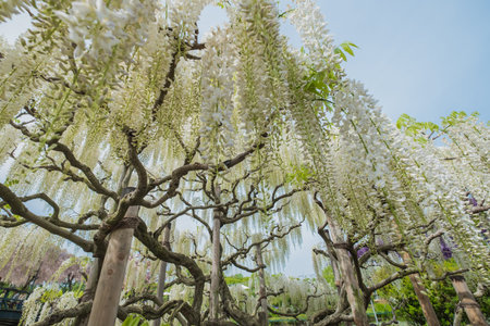 Wisteria flowers in The Ashikaga Flower Park,Japan;3 May 2019のeditorial素材