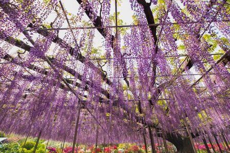 Wisteria flowers in The Ashikaga Flower Park,Japanの写真素材