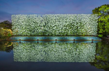Wisteria flowers in The Ashikaga Flower Park,Japanの写真素材