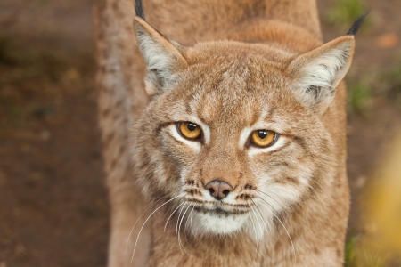 Lynxの写真素材