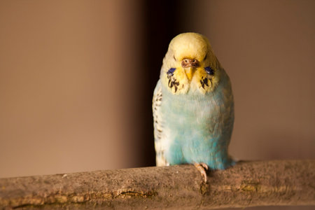 Parakeetの写真素材
