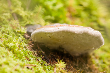 Tree mushroom
