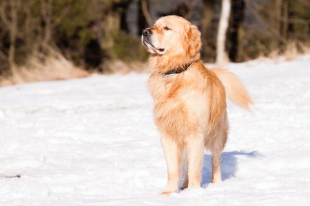 Watching Golden Retriever in winter on snowの写真素材