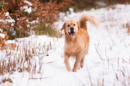 Running Golden Retriever in winter on snowの写真素材