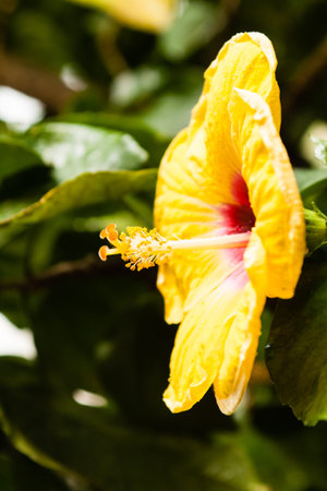Yellow round flower with green leaves and backgroundの写真素材