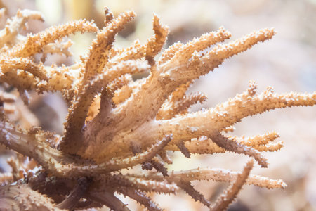 Coral in aquarium in ZOO Dvur Kralove in Czech Republicの写真素材