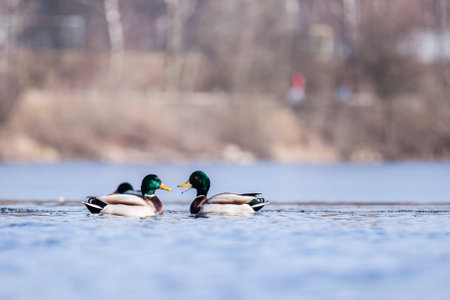 Talking ducks on water with blurry backgroundの写真素材