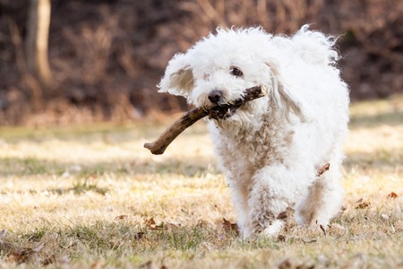 Tunning White Puli with stick