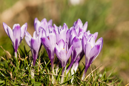 purple crocus on green grass in sunsetの写真素材