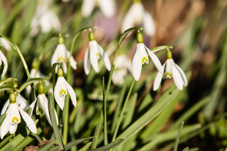 White Snowdrops in green grass in sunset