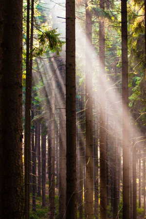 Sun rays flares in colored forest