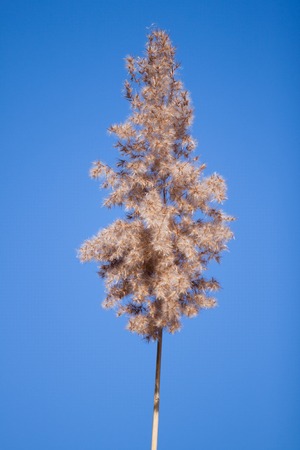 Long Dry grass tail on clear blue skyの写真素材