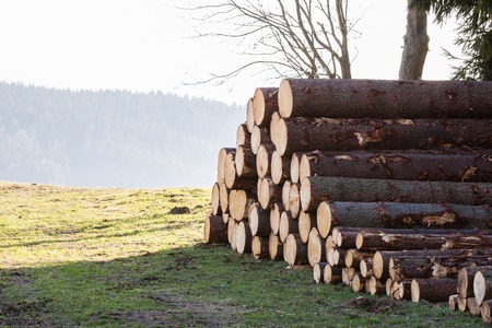 Logs on field nex to the forestの写真素材