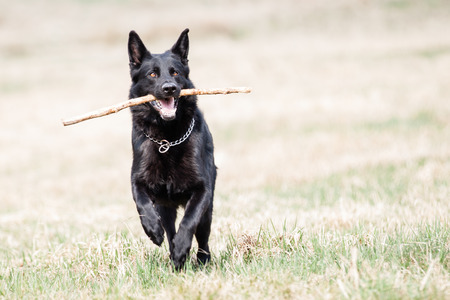 Black German Shepherdの写真素材
