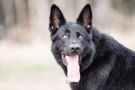 Black German Shepherdの写真素材