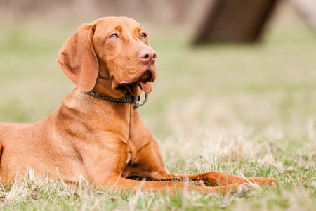 Hungarian hound dog