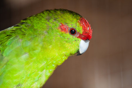 Portrait of Red-fronted parakeet or Cyanoramphus novaezelandiae
