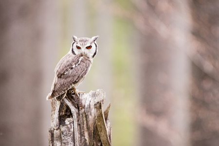 Northern White-faced Owl or Otus leucotis on the treeの写真素材