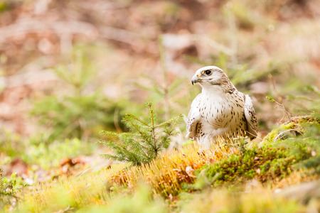 The Gyrfalcon or Falco rusticolus on the grassの写真素材