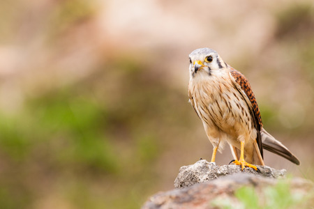 Standing Kestrel varied bird on rockの写真素材