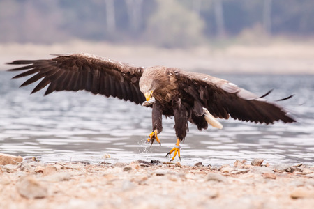 Flying Sea eagle over the waterの写真素材