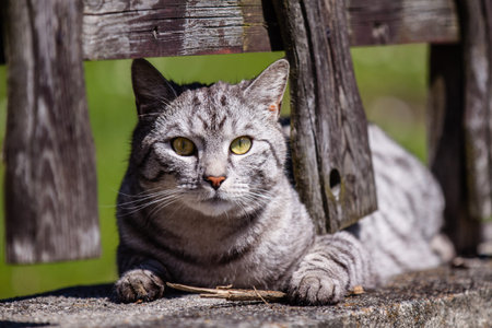 Cat on fence