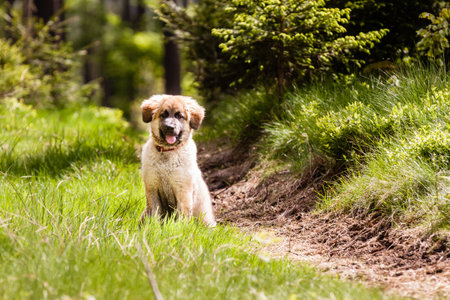 Leonberger dog puppy sitting on the grass