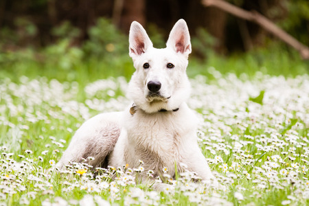 White Swiss Shepherd on daisy の写真素材